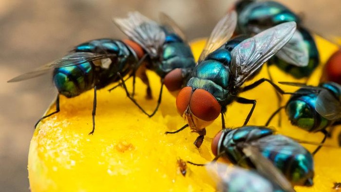 Cara Mengusir Lalat Pada Makanan