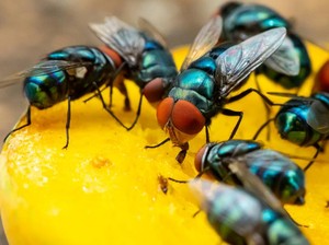 9 Cara Mengusir Lalat dari Rumah