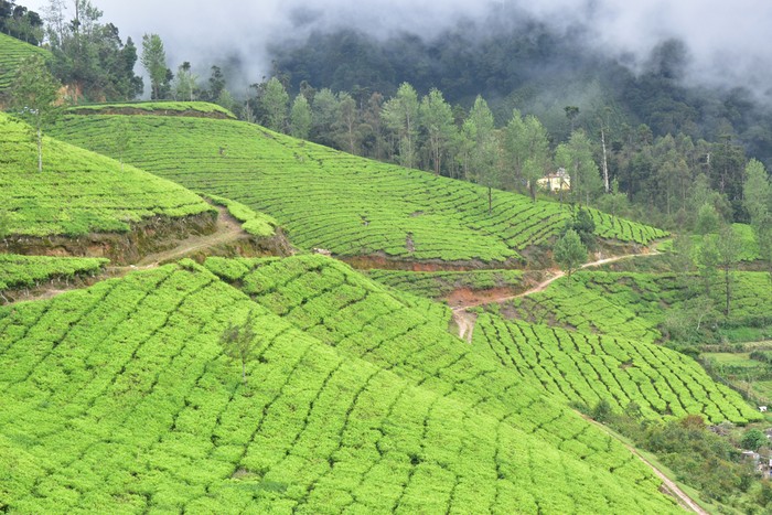 food estate