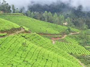 Lumbung Pangan Humbahas Ditargetkan Selesai Tanam Januari 2021