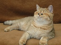 foto kucing wajah mungil