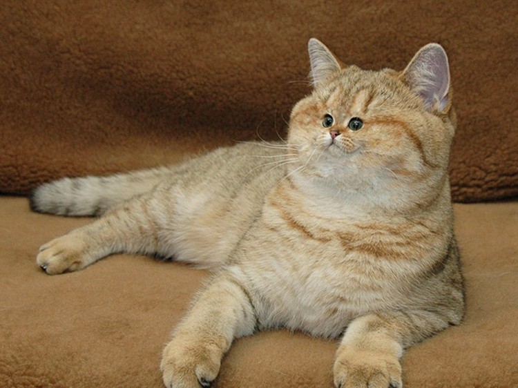 foto kucing wajah mungil foto kucing wajah mungil