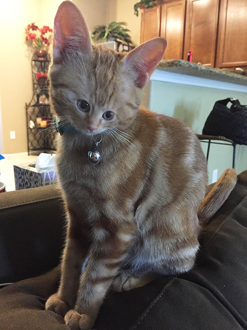 foto kucing wajah mungil