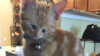 Badan besar wajah mungil. Foto: sadanduseless