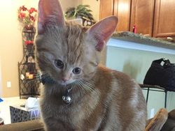 Beginilah Jika Wajah Kucing Berukuran Mungil, Seram atau Lucu?