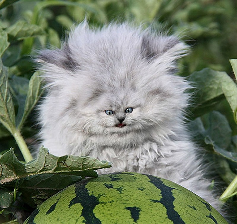 foto kucing wajah mungil