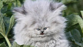 Hiii masih mau pelihara kucing sepert ini? Foto: sadanduseless