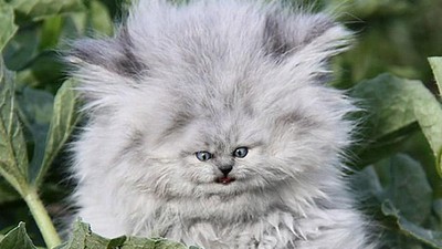 Beginilah Jika Wajah Kucing Berukuran Mungil, Seram atau Lucu?