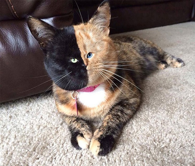 foto kucing wajah mungil foto kucing wajah mungil