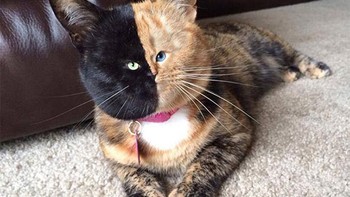 Kok kepalanya jadi terlihat seperti bengkak-bengkak. Foto: sadanduseless