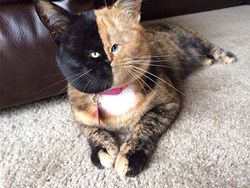 Beginilah Jika Wajah Kucing Berukuran Mungil, Seram atau Lucu?