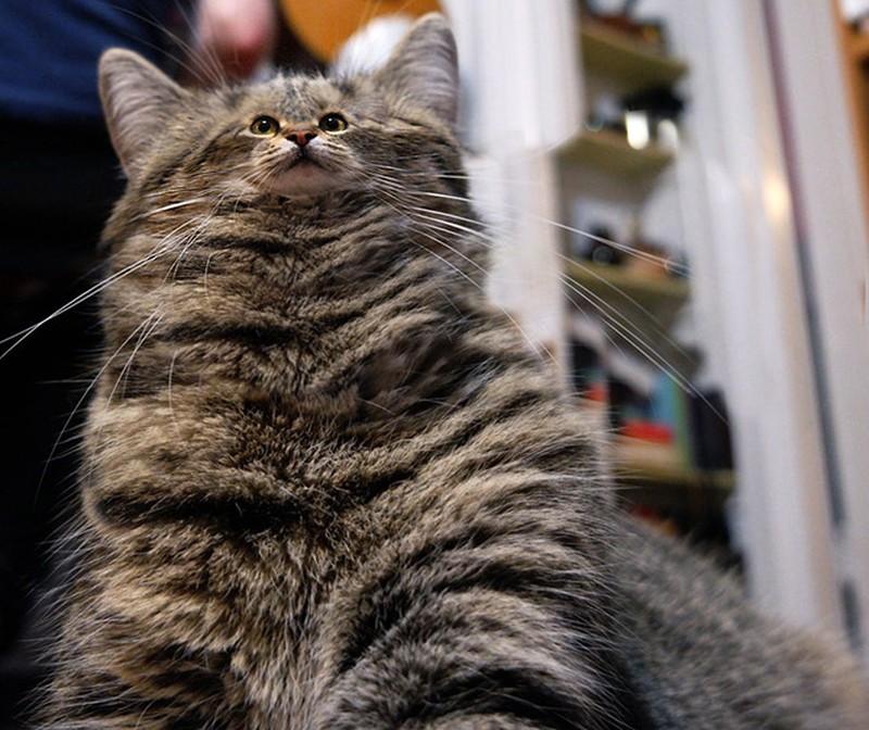 foto kucing wajah mungil