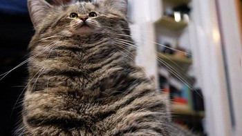 Lehernya panjang yaa. Foto: sadanduseless