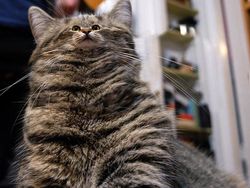 Beginilah Jika Wajah Kucing Berukuran Mungil, Seram atau Lucu?