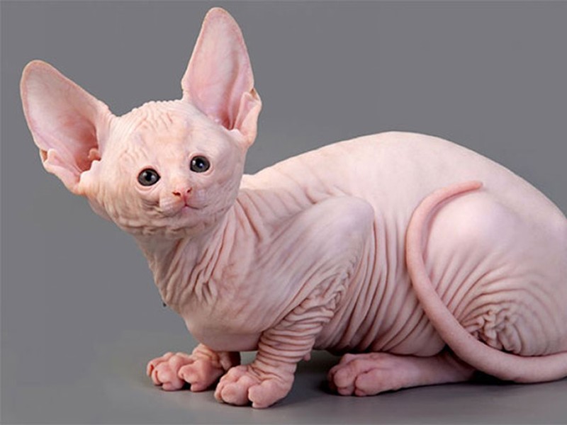 foto kucing wajah mungil