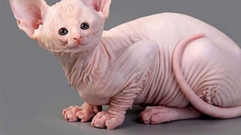 Lihat kucing ini geli atau lucu? Foto: sadanduseless