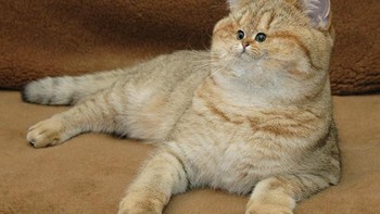 Si kucing oren badan besar wajah mungil. Foto: sadanduseless