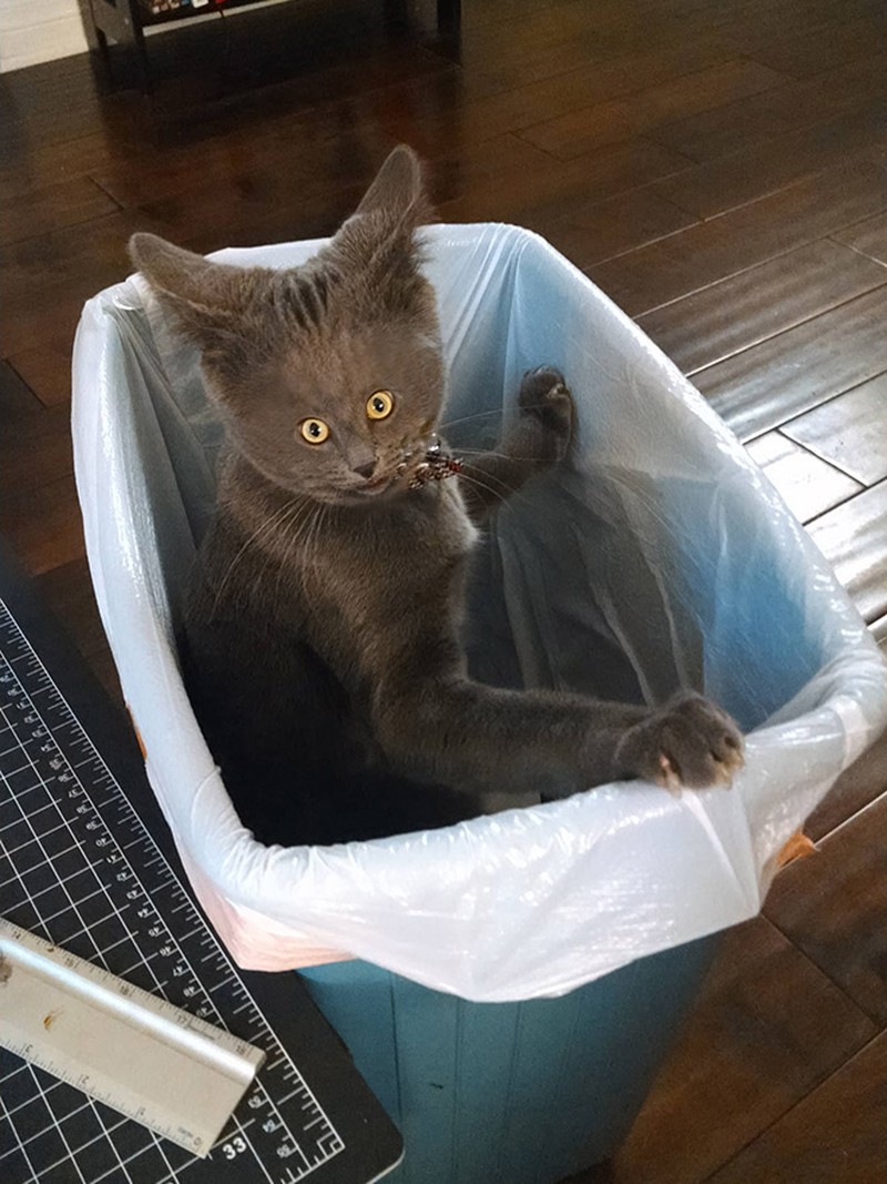 foto kucing wajah mungil