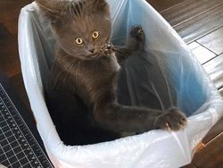 Beginilah Jika Wajah Kucing Berukuran Mungil, Seram atau Lucu?