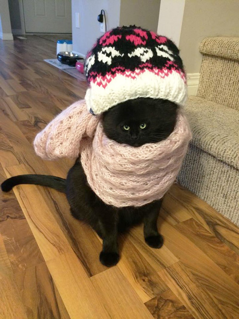 foto kucing wajah mungil