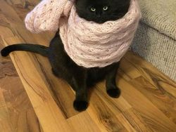 Beginilah Jika Wajah Kucing Berukuran Mungil, Seram atau Lucu?