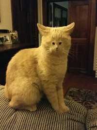 foto kucing wajah mungil