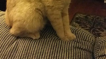 Kucing tanpa kacamata? Foto: sadanduseless