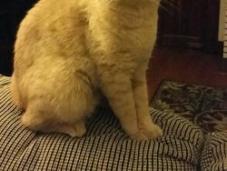 Beginilah Jika Wajah Kucing Berukuran Mungil, Seram atau Lucu?