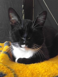 foto kucing wajah mungil