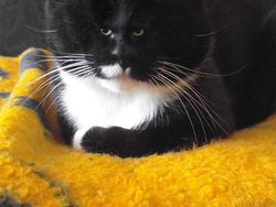 Beginilah Jika Wajah Kucing Berukuran Mungil, Seram atau Lucu?