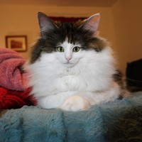 foto kucing wajah mungil