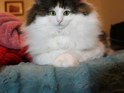 Beginilah Jika Wajah Kucing Berukuran Mungil, Seram atau Lucu?