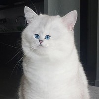 foto kucing wajah mungil