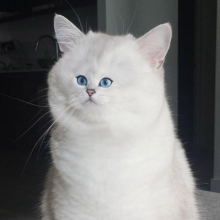 foto kucing wajah mungil foto kucing wajah mungil