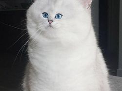 Beginilah Jika Wajah Kucing Berukuran Mungil, Seram atau Lucu?