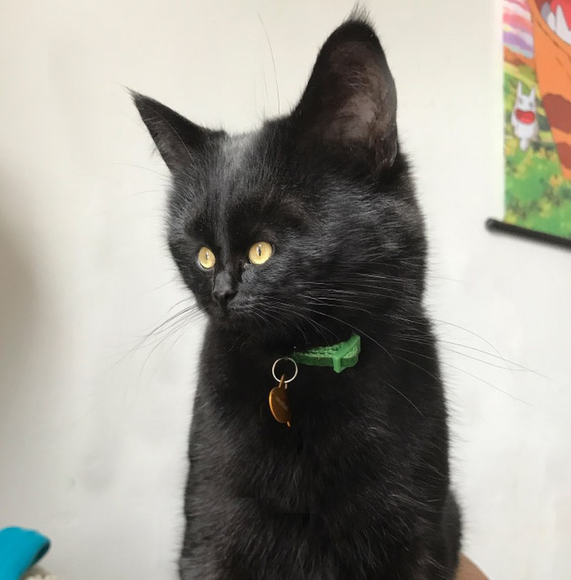 foto kucing wajah mungil