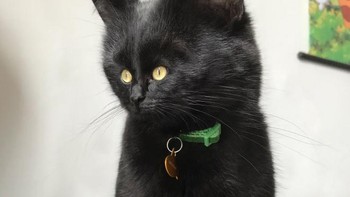 Si kucing hitam dengan wajah mungilnya. Foto: sadanduseless