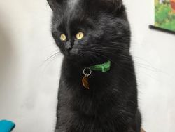 Beginilah Jika Wajah Kucing Berukuran Mungil, Seram atau Lucu?