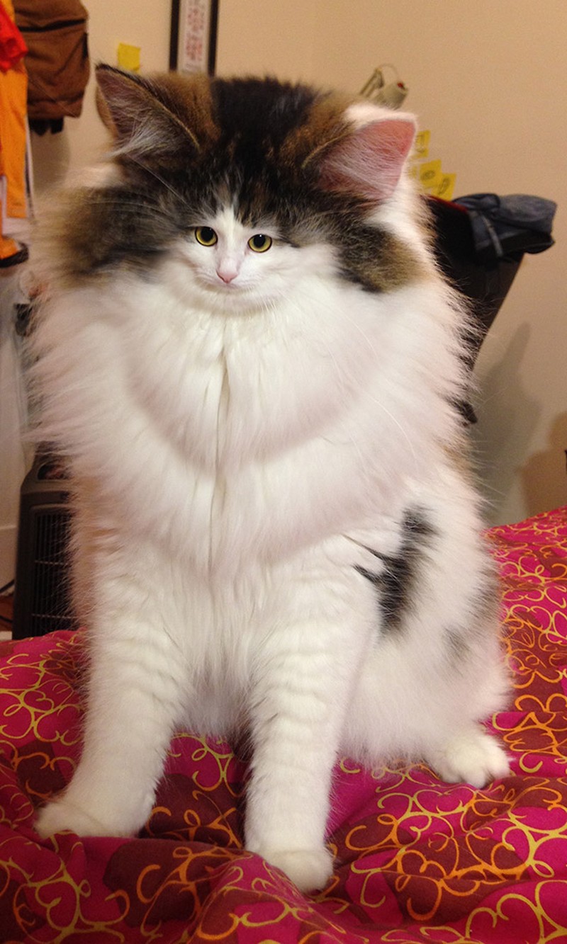 foto kucing wajah mungil