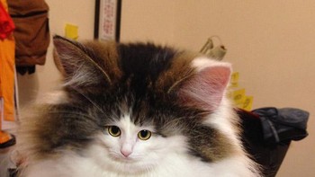 Efek bulu lebat wajah kucing nih? Foto: sadanduseless