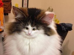 Beginilah Jika Wajah Kucing Berukuran Mungil, Seram atau Lucu?