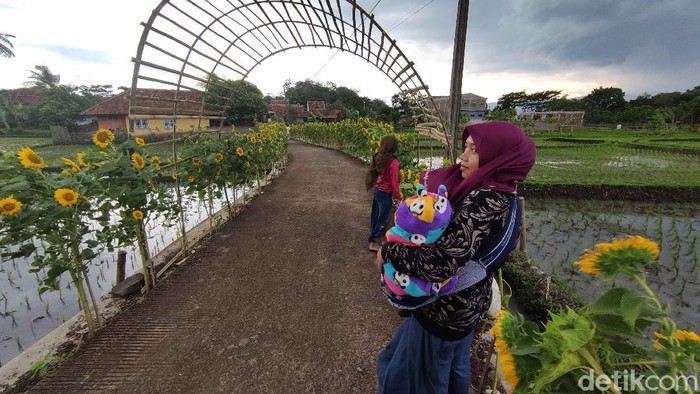 Kampung Bungbulang Desa Nanggala Mekar Kecamatan Ciranjang Kabupaten Cianjur mendadak viral dan ramai dikunjungi. Pasalnya kampung tersebut kini dihiasi ribuan bunga matahari dan menjadi spot wisata baru yang instagramable.