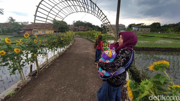 Kampung Bungbulang Desa Nanggala Mekar Kecamatan Ciranjang Kabupaten Cianjur mendadak viral dan ramai dikunjungi. Pasalnya kampung tersebut kini dihiasi ribuan bunga matahari dan menjadi spot wisata baru yang instagramable.