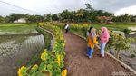 Foto: Spot Instagramable baru di Cianjur, Kampung Bunga Matahari