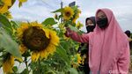 Foto: Spot Instagramable baru di Cianjur, Kampung Bunga Matahari