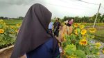 Foto: Spot Instagramable baru di Cianjur, Kampung Bunga Matahari