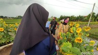 Tepatnya, kampung wisata bunga matahari berada di  Desa Nanggala Mekar Kecamatan Ciranjang Kabupaten Cianjur. (Ismet Selamet/detikcom)