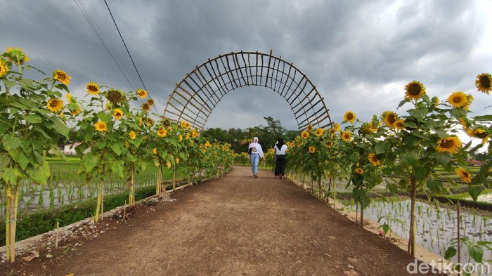 Kampung Bungbulang Desa Nanggala Mekar Kecamatan Ciranjang Kabupaten Cianjur mendadak viral dan ramai dikunjungi. Pasalnya kampung tersebut kini dihiasi ribuan bunga matahari dan menjadi spot wisata baru yang instagramable.