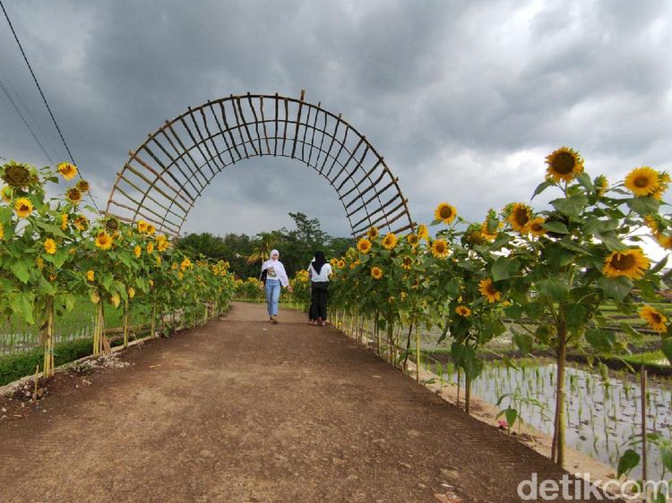 Foto: Spot Instagramable baru di Cianjur, Kampung Bunga Matahari
