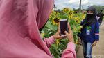 Foto: Spot Instagramable baru di Cianjur, Kampung Bunga Matahari